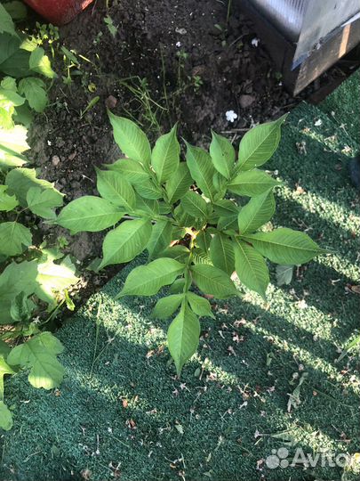 Аморфофаллус