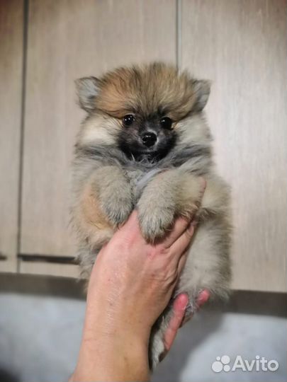 Шпицы девочки