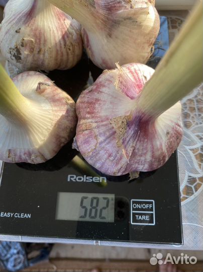 Чеснок семейный,Богатырь,Кавалер и др