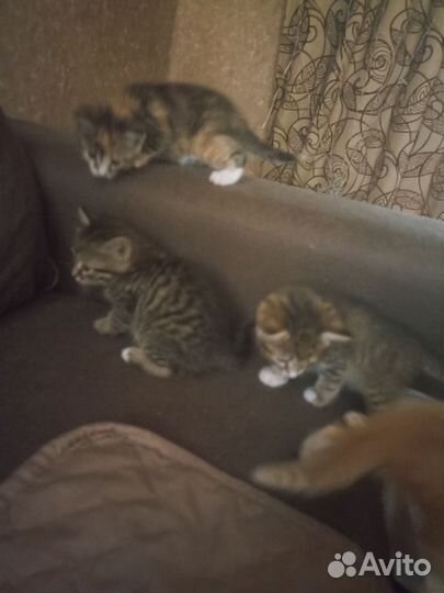 Кошки в добрые руки