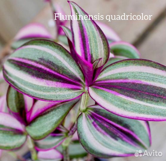 Традесканции