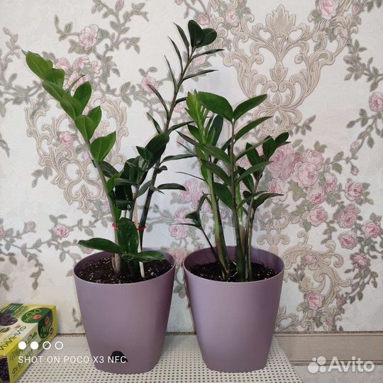 Замиокулькас