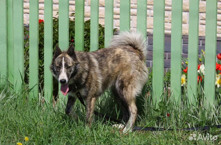 Эксклюзивная собака