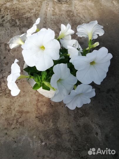 Рассада петунии