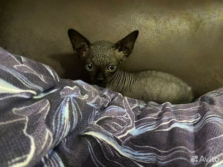 Канадский сфинкс котенок
