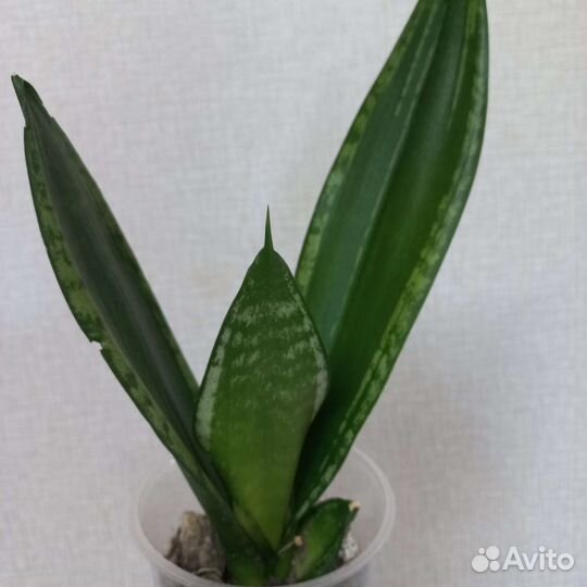 Сансевиерии сортовые