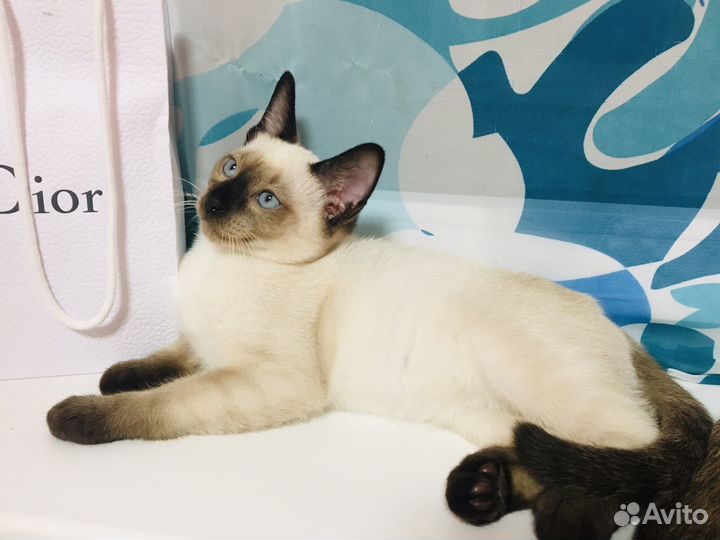 Тайские котята Симферополь