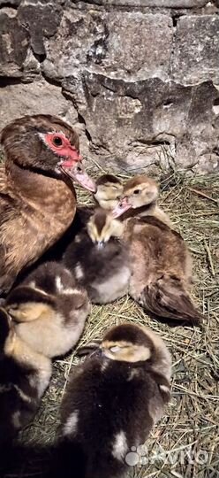 Мускусные утки (индоутки)