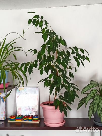 Фикус бенджамина