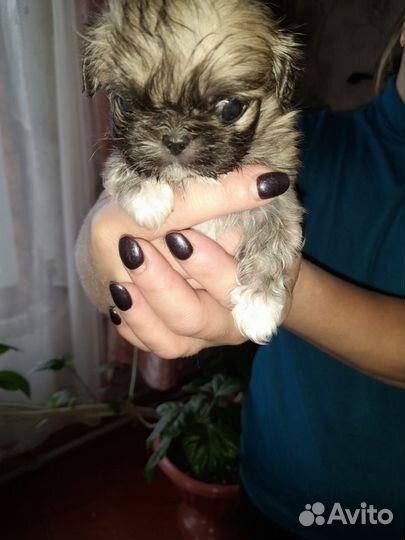 Щенки пекинеса