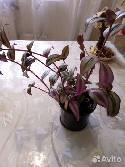 Традесканция Зебрина Сильвер