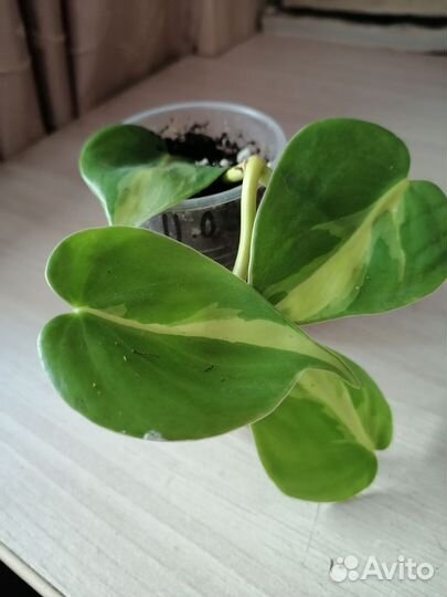 Филодендрон Бразил