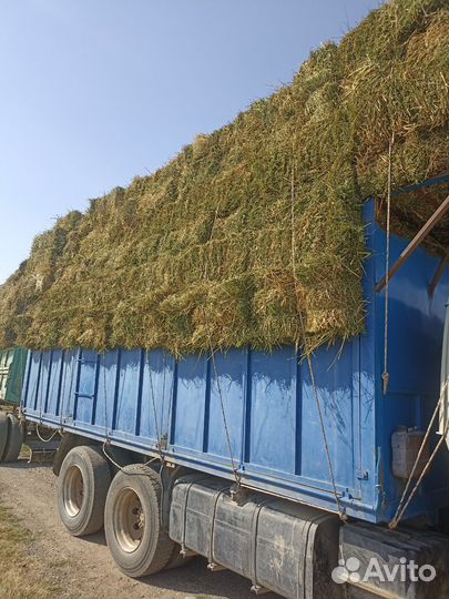 Люцерна в тюках