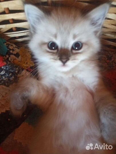 Невские маскарадные котята