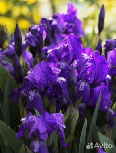 Ирис фиолетовый