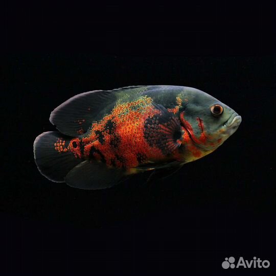 Астронотус