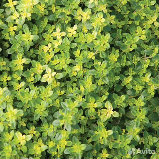 Тимьян лимоннопахнущий, иссоп