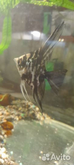 Скалярии пара нерестовая