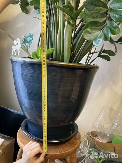 Замиокулькас