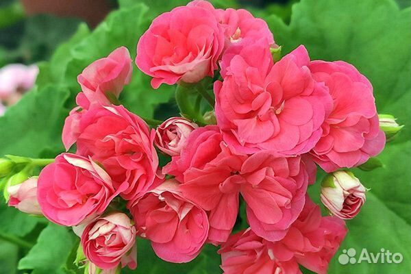 Пеларгонии сортовые