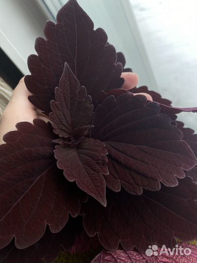 Колеус Фауст (Faust)