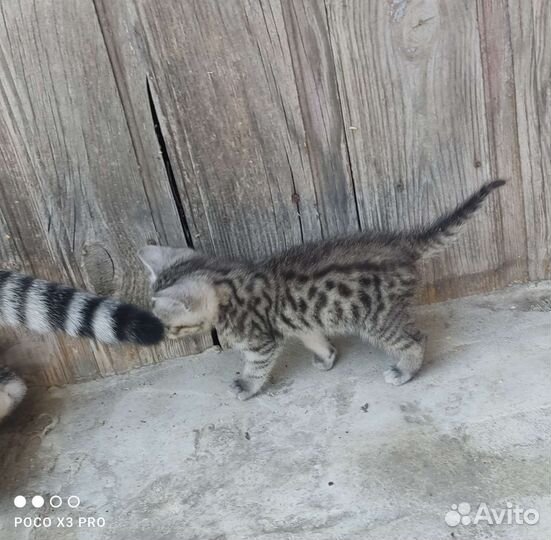 Котята