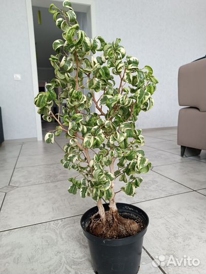 Фикусы Бенж-на Твай и Ирэн, Микрокарпа