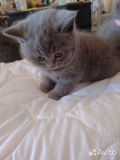 Шотландские вислоухие котята