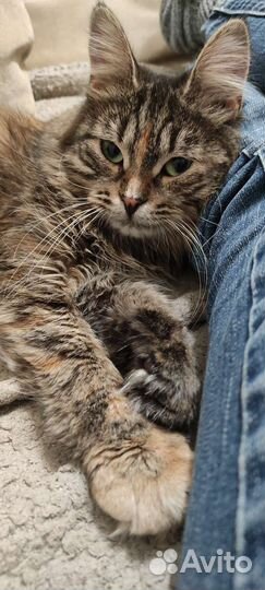 Молодая миниатюрная кошка Юкико в дар