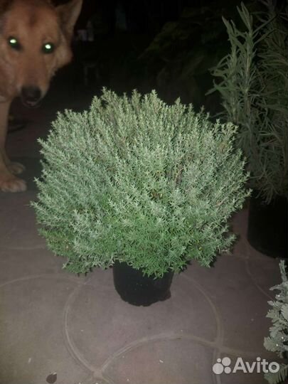 Тимьян шаровидный, почвопокровный,лимонный зкс