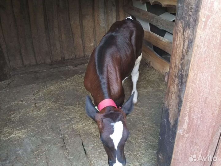 Продается телочка