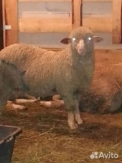 Мясо баранина халяль