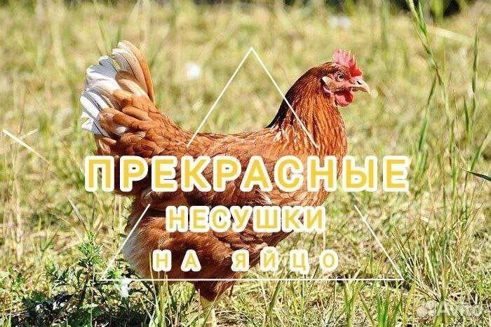 Куры на дом