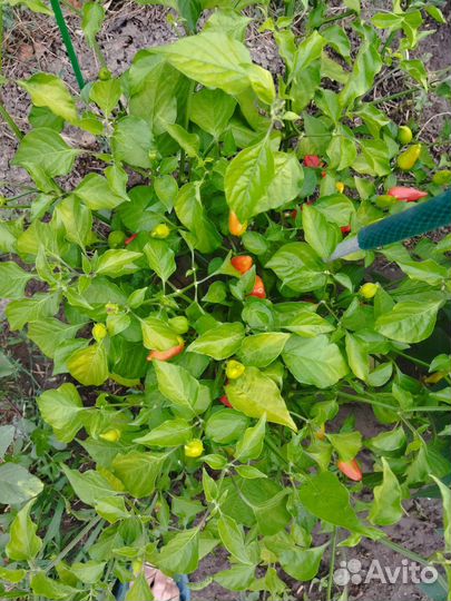 Куст острого перца