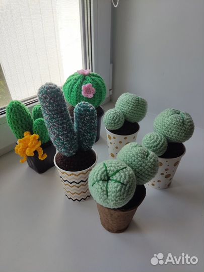 Кактусы и суккуленты вязаные
