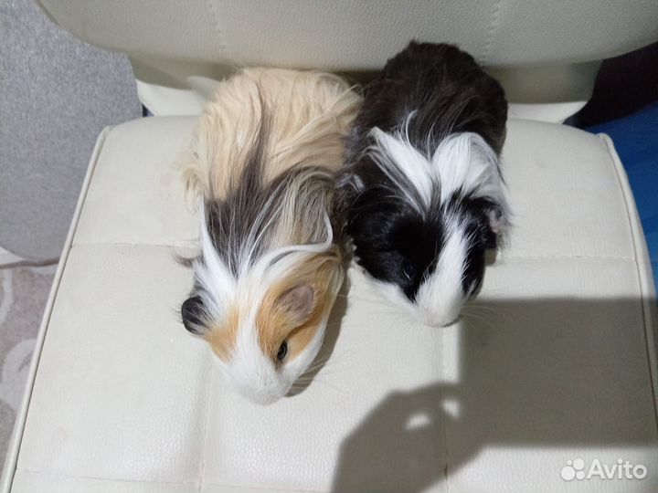 Разыскивают невест морские свинки породы шелти