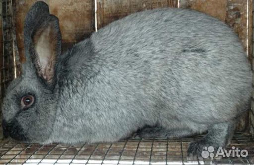 Кролики «Полтавское серебро»