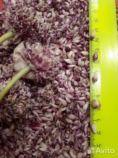 Семена чеснока(бульбочка,однозубка,зубок)