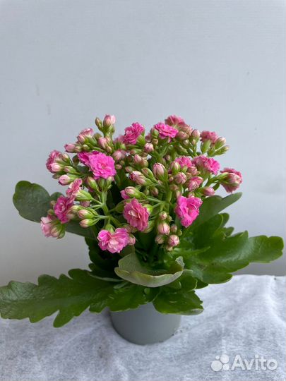 Гортензии, азалии, каланхоэ, бегонии