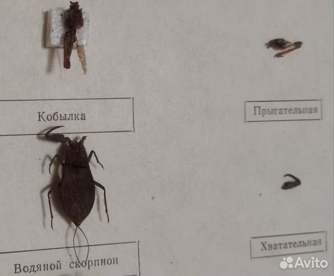 Конечности насекомых (учебные пособия, повреждены)