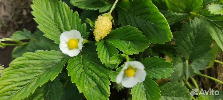 Земляника Белая Ремонтантная (саженцы)