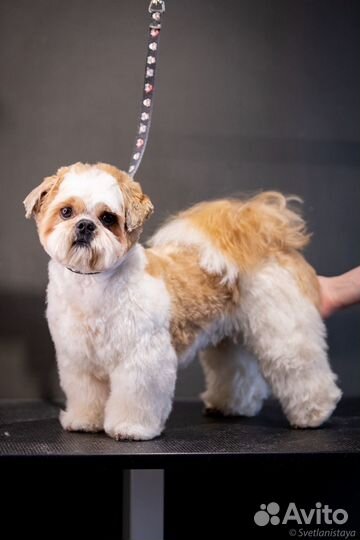 Груминг. Модель на стрижку