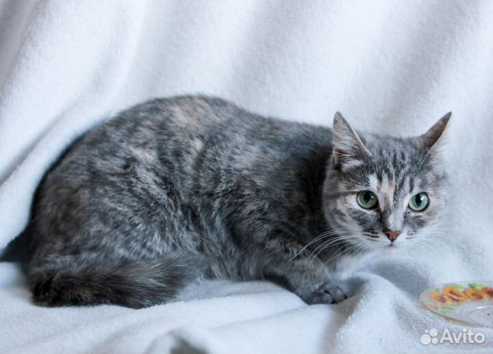 Кошечка в добрые руки