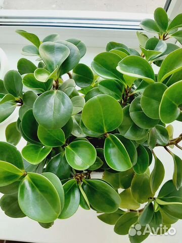 Пеперомия туполистная