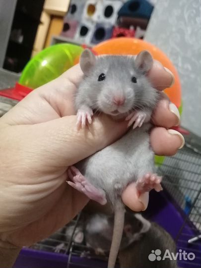Крыса крысята дамбо