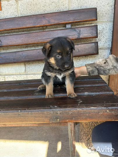 Щенки немецкой овчарки