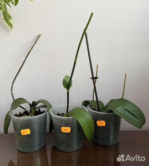 Орхидея фаленопсис