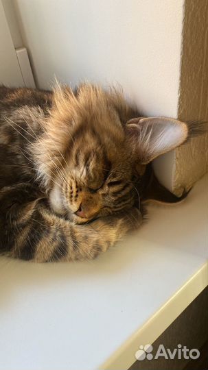 Мейн-кун вязка