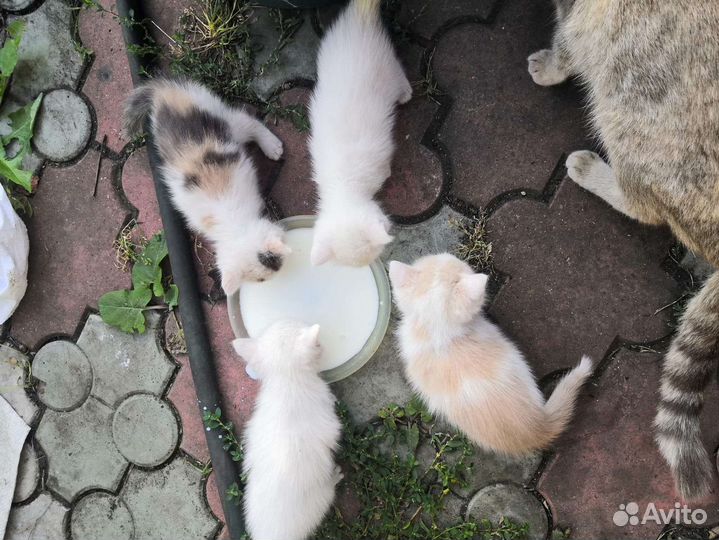 Котята бесплатно