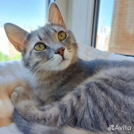 Серебристая кошечка в добрые руки